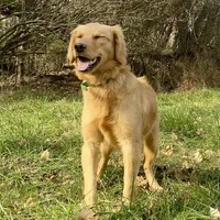 Collins AKC, a male Golden Retriever for sale in Portland, TN – Photo 4 of 7