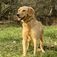 Collins AKC, a male Golden Retriever for sale in Portland, TN – Photo 2 of 7