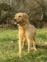 Collins AKC, a male Golden Retriever for sale in Portland, TN – Photo 2 of 7