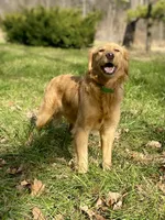 Collins AKC, a male Golden Retriever for sale in Portland, TN – Photo 3 of 7