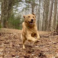 Collins AKC, a male Golden Retriever for sale in Portland, TN – Photo 5 of 7