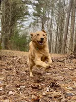 Collins AKC, a male Golden Retriever for sale in Portland, TN – Photo 5 of 7