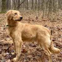 Collins AKC, a male Golden Retriever for sale in Portland, TN – Photo 7 of 7