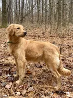 Collins AKC, a male Golden Retriever for sale in Portland, TN – Photo 7 of 7