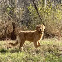 Collins AKC, a male Golden Retriever for sale in Portland, TN – Photo 6 of 7