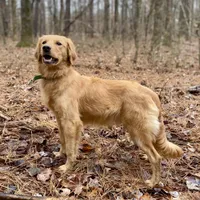 Collins AKC, a male Golden Retriever for sale in Portland, TN – Photo 1 of 7