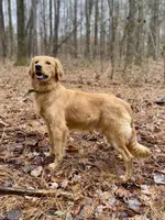 Collins AKC, a male Golden Retriever for sale in Portland, TN – Photo 1 of 7