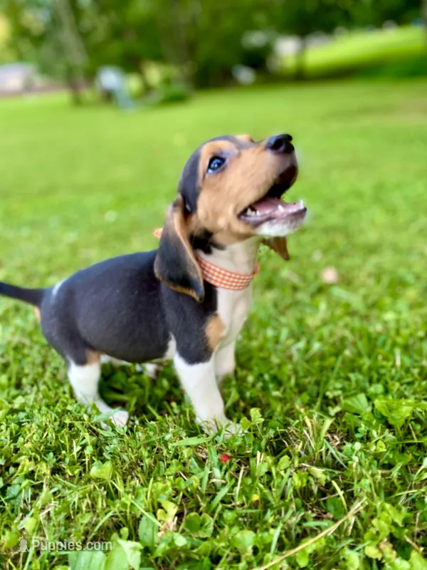 Tanya AKC – Beagle puppy for sale in Portland, TN