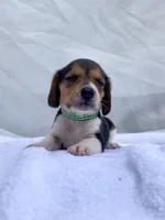 Loretta AKC, a female Beagle for sale in Portland, TN – 7 of 10