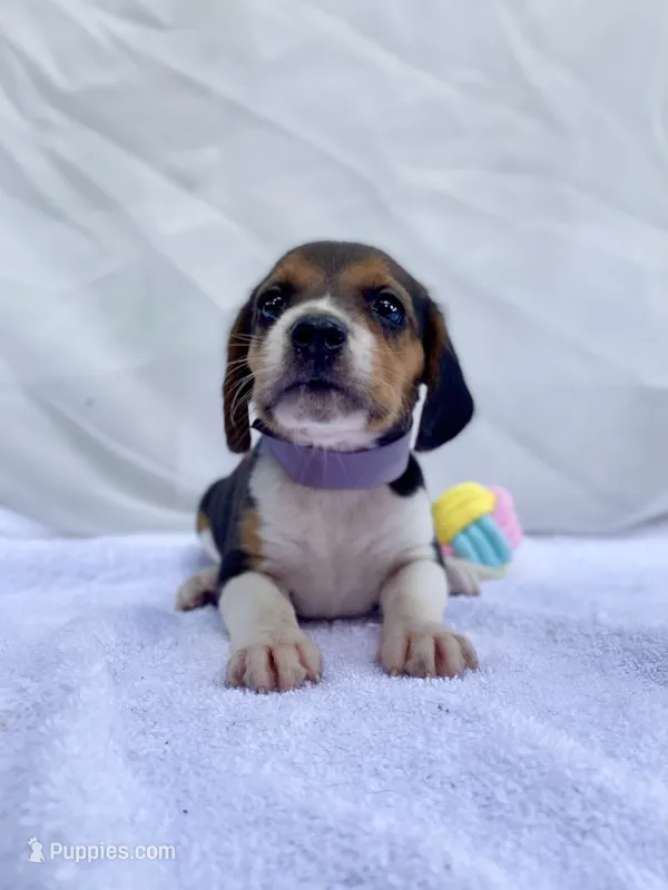 Patsy AKC – Beagle puppy for sale in Portland, TN