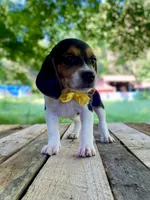 Dolly AKC, a female Beagle for sale in Portland, TN – 7 of 10