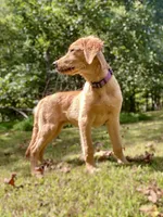Janie AKC, a female Golden Retriever for sale in Portland, TN – Photo 2 of 10