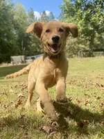 Janie AKC, a female Golden Retriever for sale in Portland, TN – Photo 1 of 10