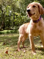 Janie AKC, a female Golden Retriever for sale in Portland, TN – Photo 5 of 10