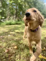 Janie AKC, a female Golden Retriever for sale in Portland, TN – Photo 3 of 10
