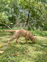Janie AKC, a female Golden Retriever for sale in Portland, TN – Photo 6 of 10
