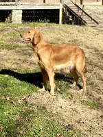 Janie AKC, a female Golden Retriever for sale in Portland, TN – Photo 10 of 10