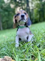 Loretta AKC, a female Beagle for sale in Portland, TN – 5 of 10