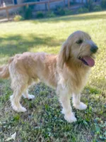 Colby, a male Goldendoodle for sale in Portland, TN – 10 of 10