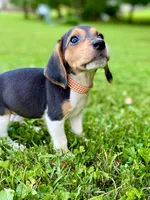 Tanya AKC, a female Beagle for sale in Portland, TN – 2 of 10