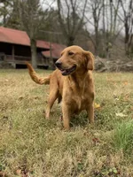 AKC girl puppy, a female Golden Retriever for sale in Portland, TN – Photo 10 of 10