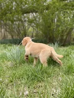 AKC girl puppy, a female Golden Retriever for sale in Portland, TN – Photo 3 of 10