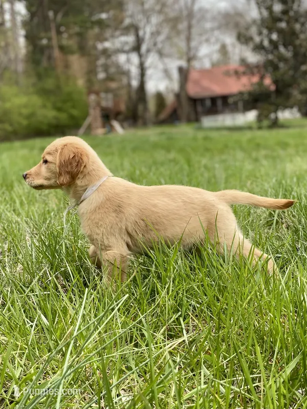 AKC girl puppy, a female Golden Retriever for sale in Portland, TN – Photo 1 of 10