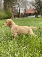AKC girl puppy, a female Golden Retriever for sale in Portland, TN – Photo 1 of 10