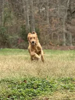AKC girl puppy, a female Golden Retriever for sale in Portland, TN – Photo 7 of 10