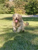 Colby, a male Goldendoodle for sale in Portland, TN – 2 of 10