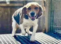 Cash AKC, a male Beagle for sale in Portland, TN – 5 of 5