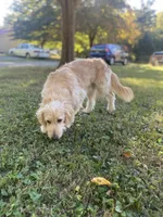 Colby, a male Goldendoodle for sale in Portland, TN – 9 of 10