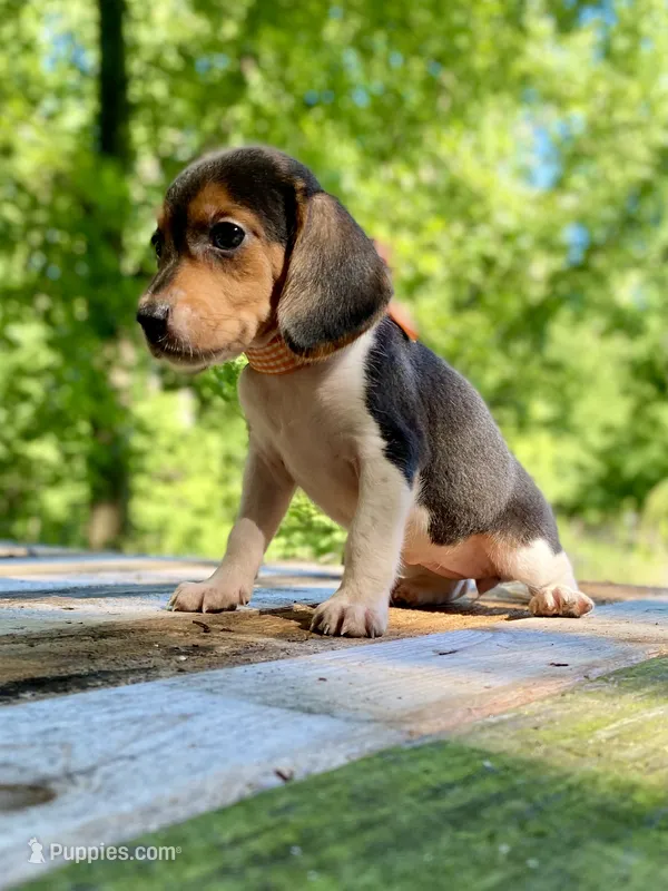 Tanya AKC – Beagle puppy for sale in Portland, TN