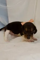 Tanya AKC, a female Beagle for sale in Portland, TN – 2 of 5