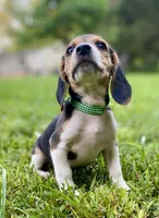 Loretta AKC, a female Beagle for sale in Portland, TN – 3 of 10