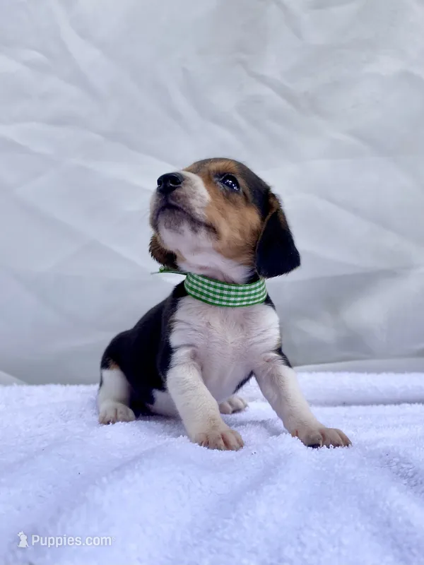 Loretta AKC – Beagle puppy for sale in Portland, TN
