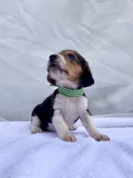 Loretta AKC, a female Beagle for sale in Portland, TN – 6 of 10