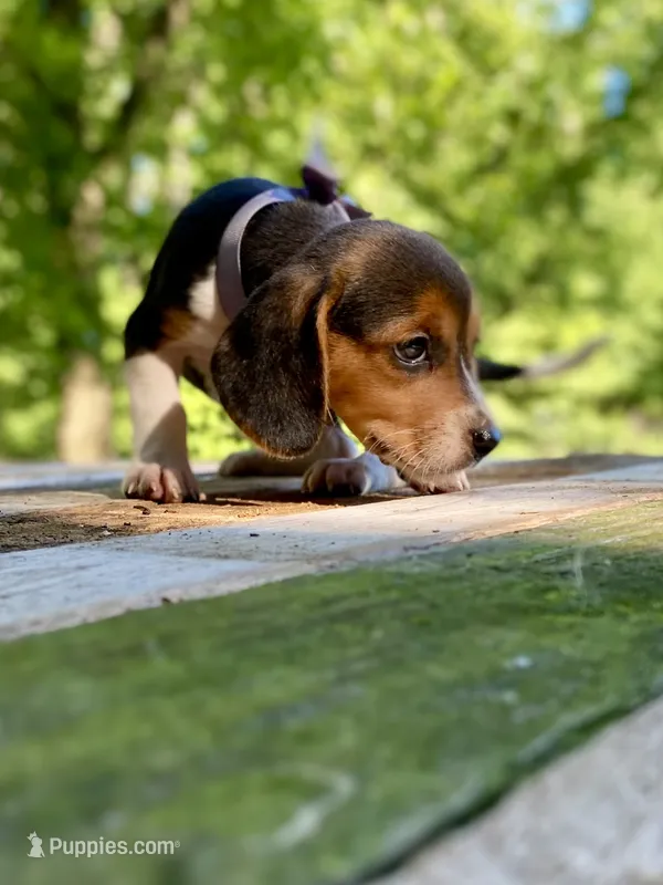 Patsy AKC – Beagle puppy for sale in Portland, TN