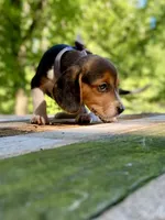 Patsy AKC, a female Beagle for sale in Portland, TN – 5 of 10