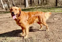 Mini AKC Golden Flurry, a male Golden Retriever for sale in Portland, TN – Photo 7 of 7