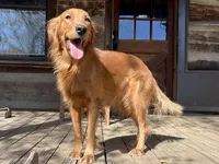 Mini AKC Golden Flurry, a male Golden Retriever for sale in Portland, TN – Photo 5 of 7