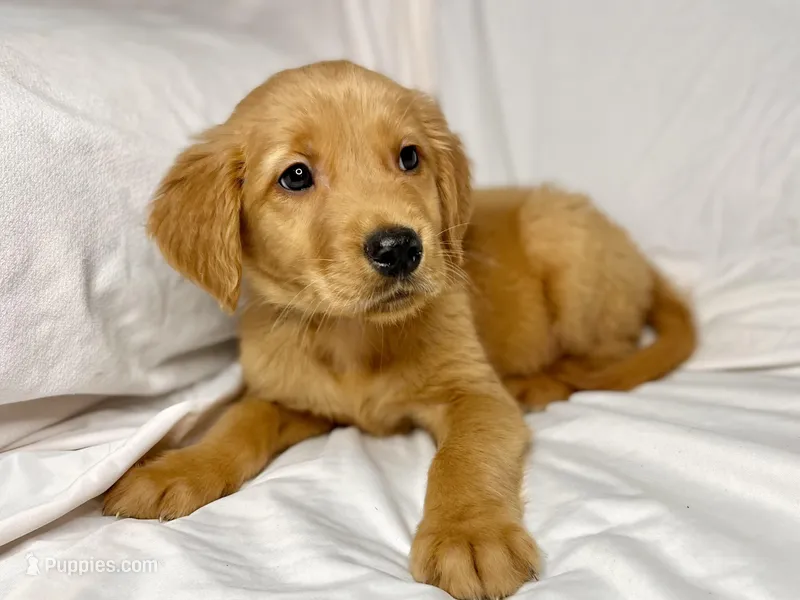 Mini AKC Golden Flurry, a male Golden Retriever for sale in Portland, TN – Photo 1 of 7
