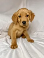 Mini AKC Golden Flurry, a male Golden Retriever for sale in Portland, TN – Photo 3 of 7