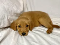 Mini AKC Golden Flurry, a male Golden Retriever for sale in Portland, TN – Photo 2 of 7