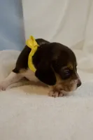Dolly AKC, a female Beagle for sale in Portland, TN – 3 of 5