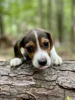 Cosmo, a male Beagle for sale in Portland, TN – Photo 5 of 9