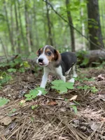 Cosmo, a male Beagle for sale in Portland, TN – Photo 6 of 9