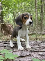 Cosmo, a male Beagle for sale in Portland, TN – Photo 4 of 9