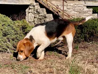 Cosmo, a male Beagle for sale in Portland, TN – Photo 7 of 9