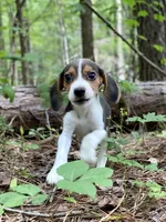 Cosmo, a male Beagle for sale in Portland, TN – Photo 2 of 9